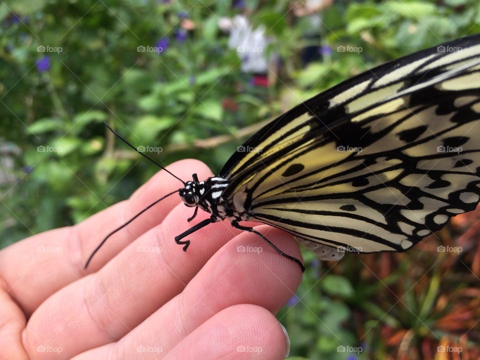 Butterfly. Butterfly on fingers