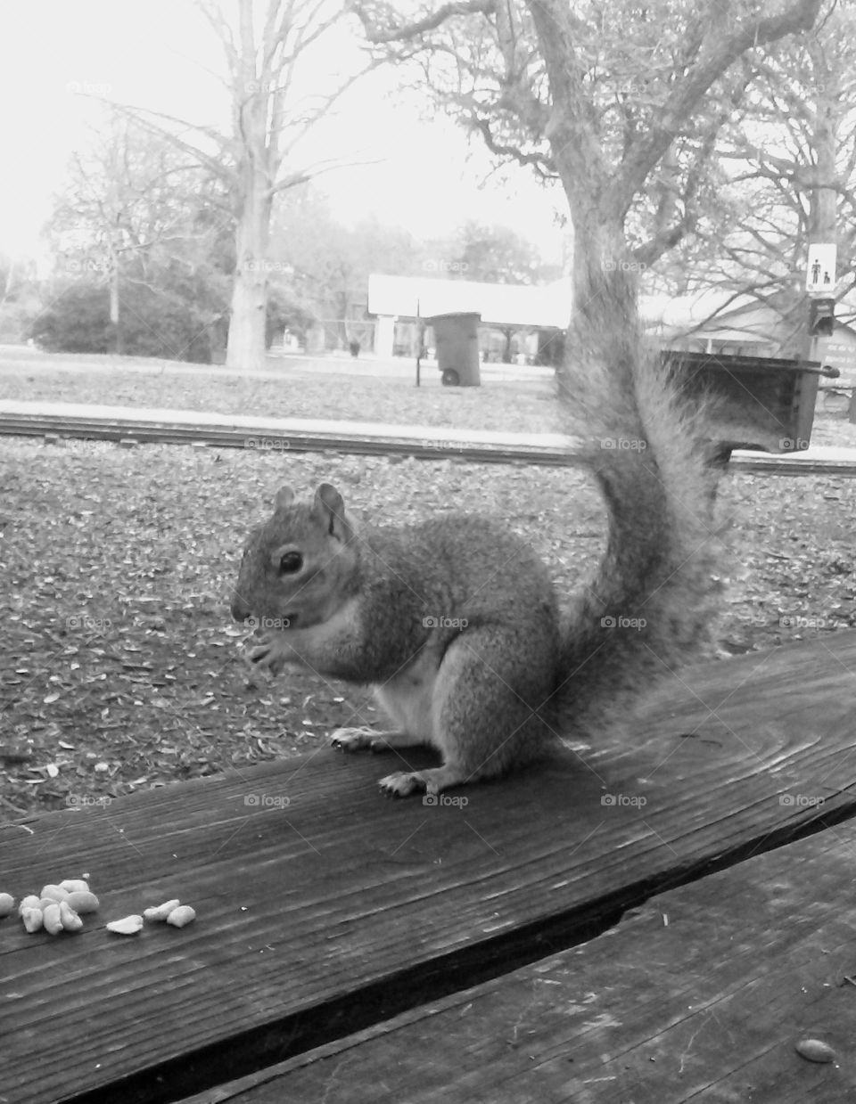 feeding squirrels