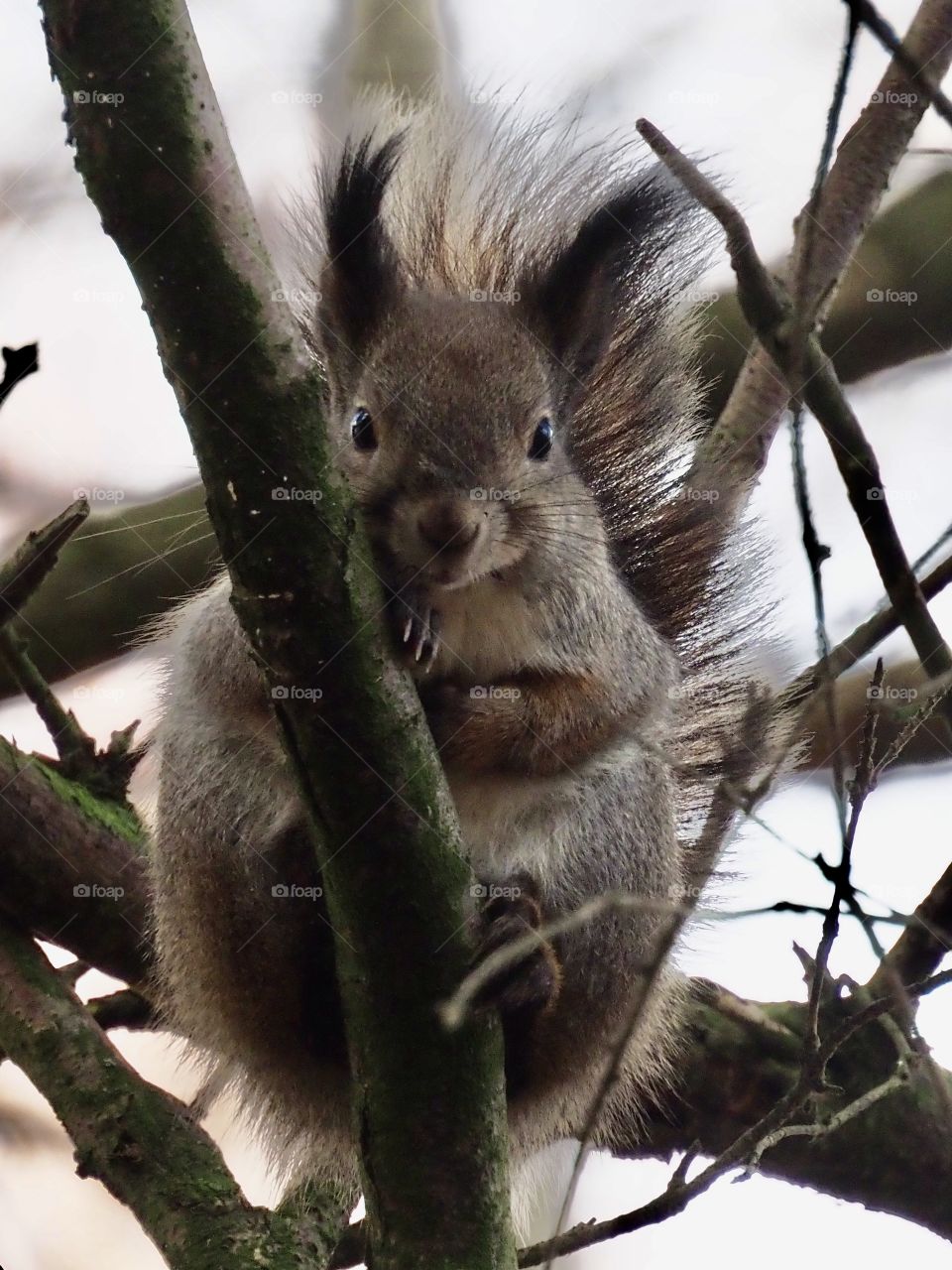 Squirrel in the wind