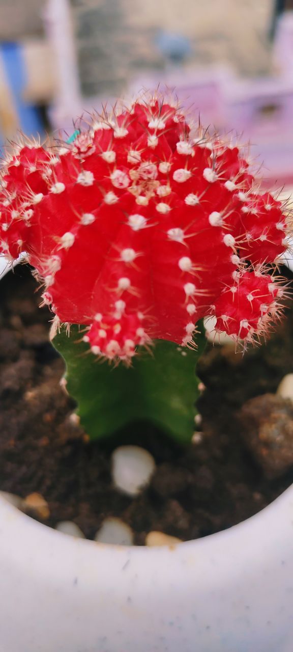 cactus plant