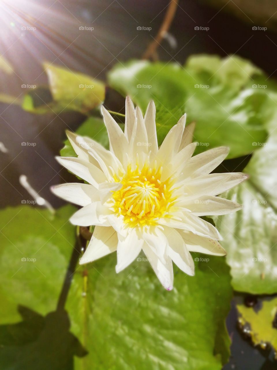 White lotus. Beautiful waterlily in the natural pond.