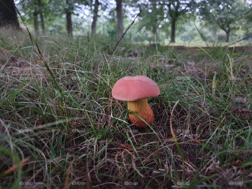 mushroom