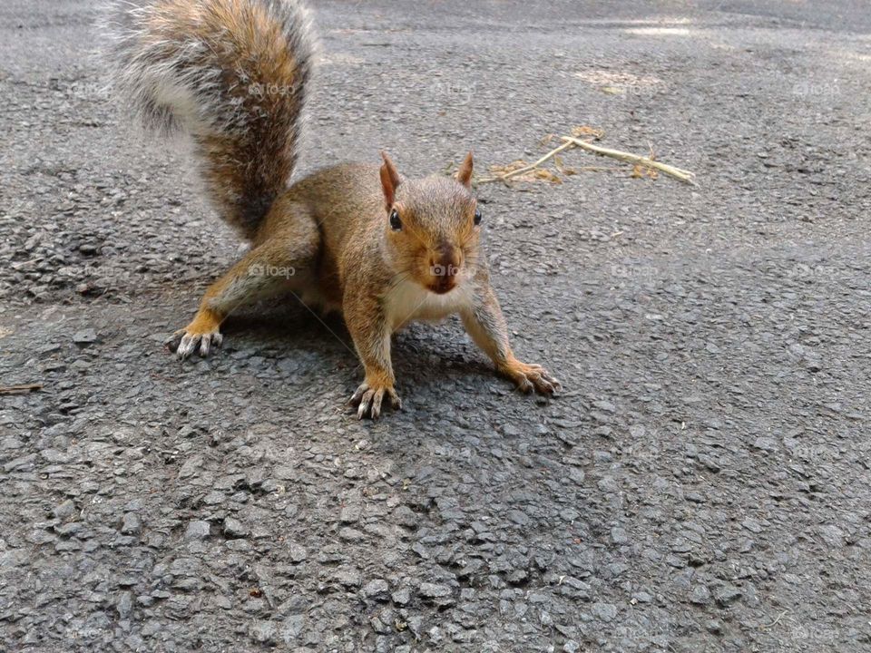 Squirrel.