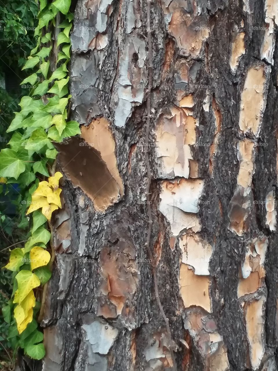 pine tree bark with ivy