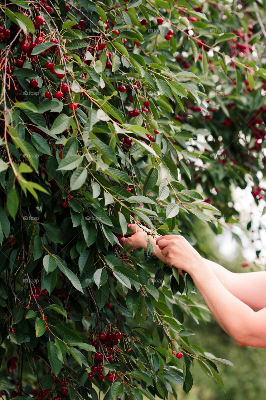 Woman picking cherry berries from tree