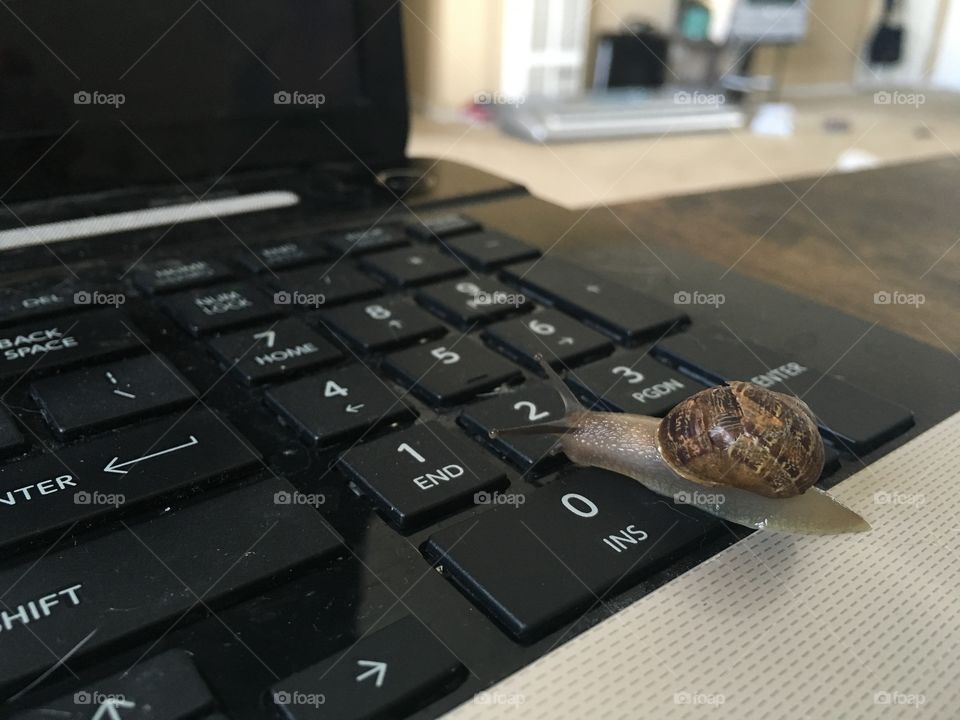 Snail on my keyboard 