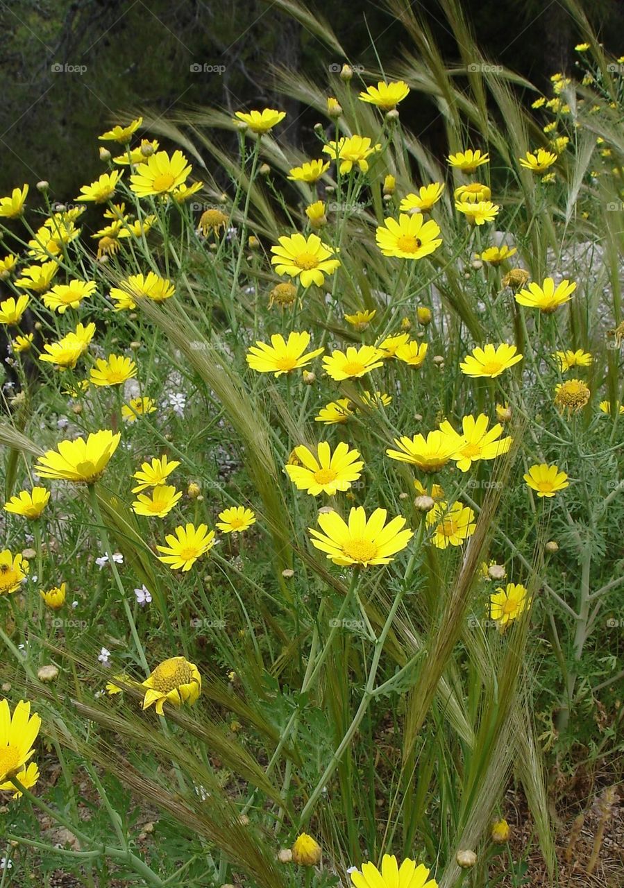 Wild flora of Greece 