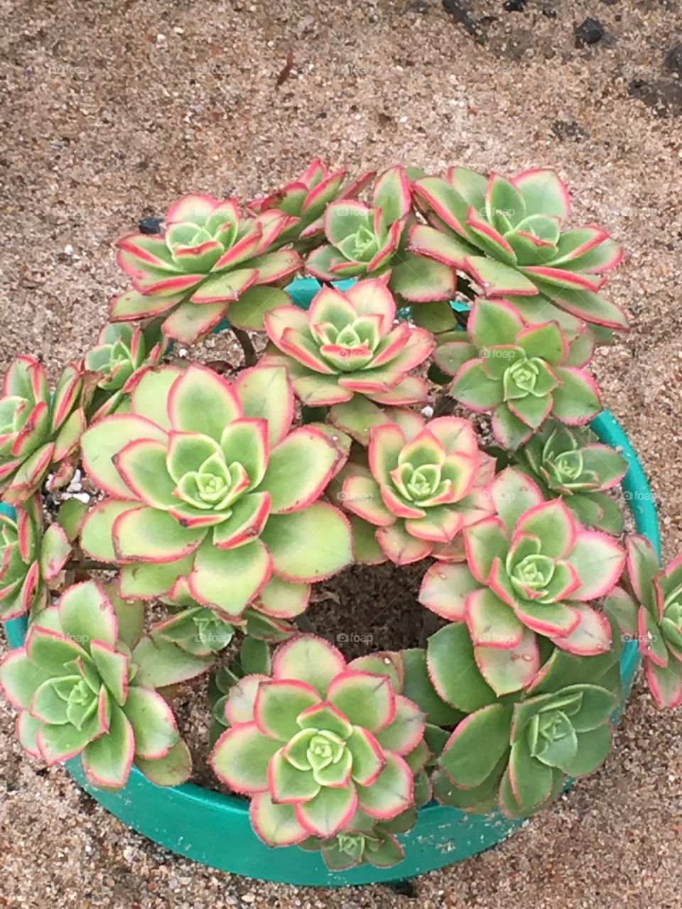 Pink & green succulent 