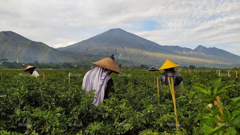 a farmers harvesting chile