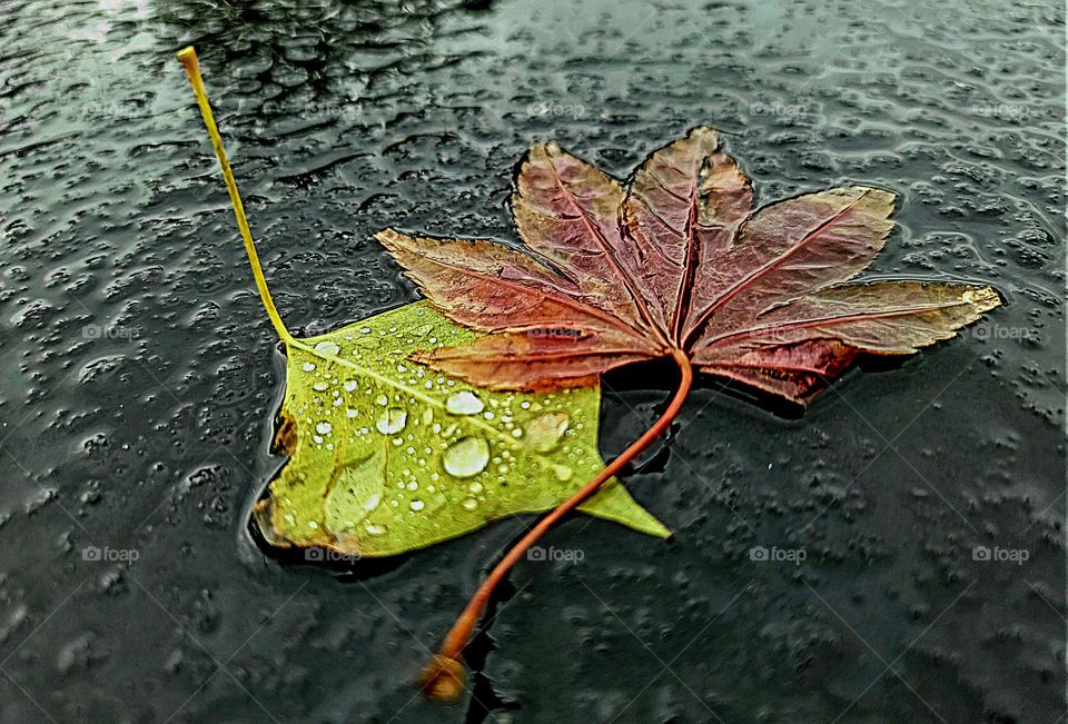 a rainy windy day blows leaves of red and green covered in rain drops and traps them to the asphalt
