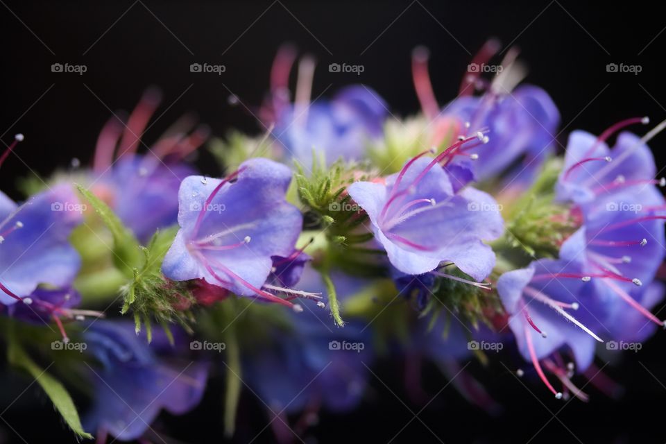 Purple flower on black background