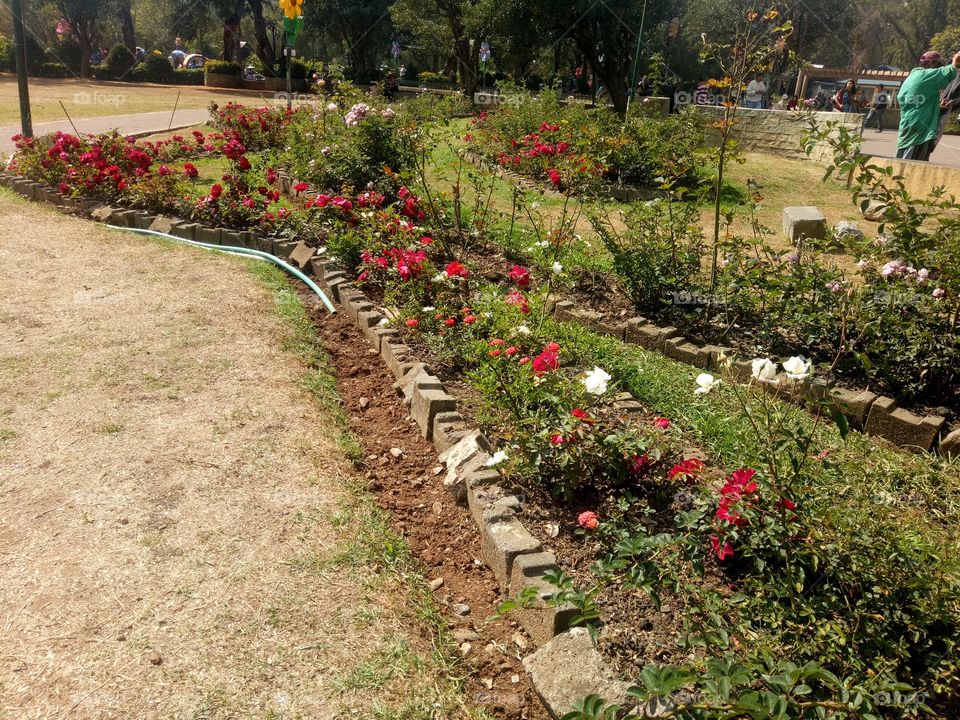 the roses at the Rose garden in baguio city.