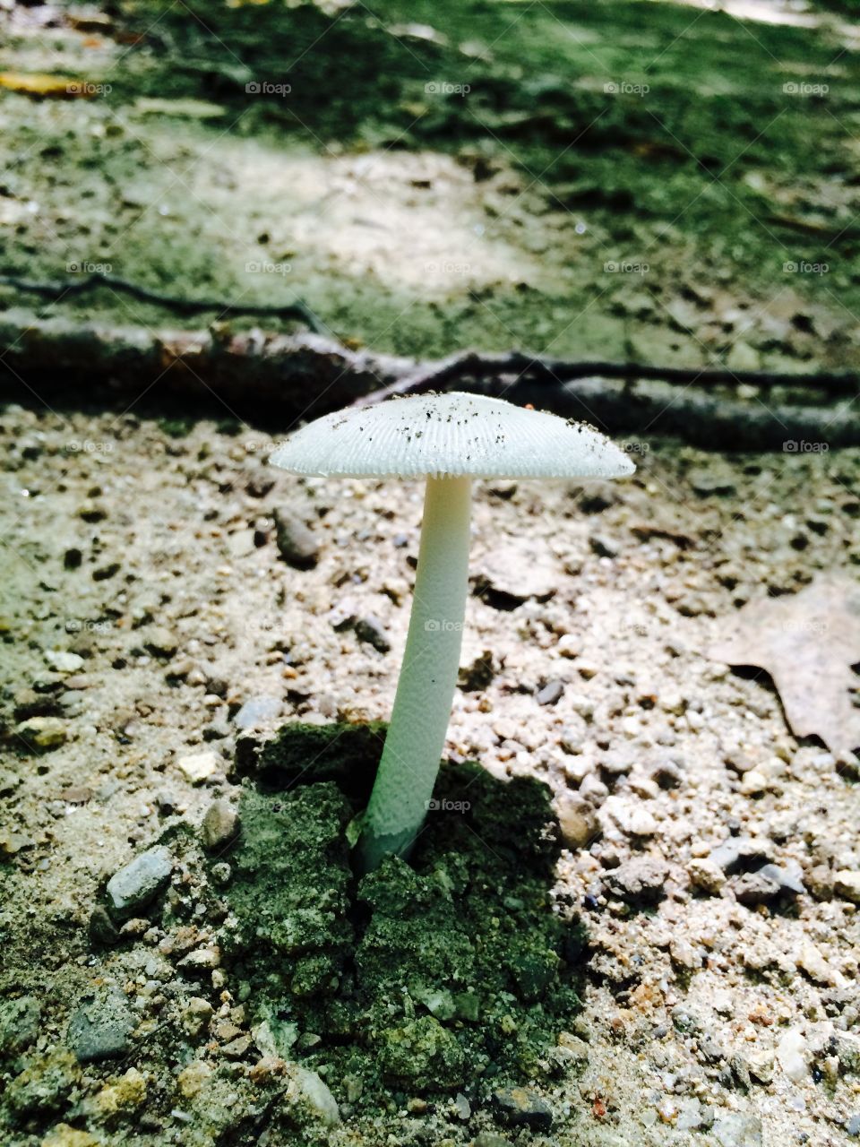 A shell like mushroom