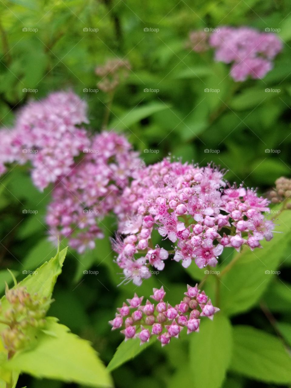 Summer Flora