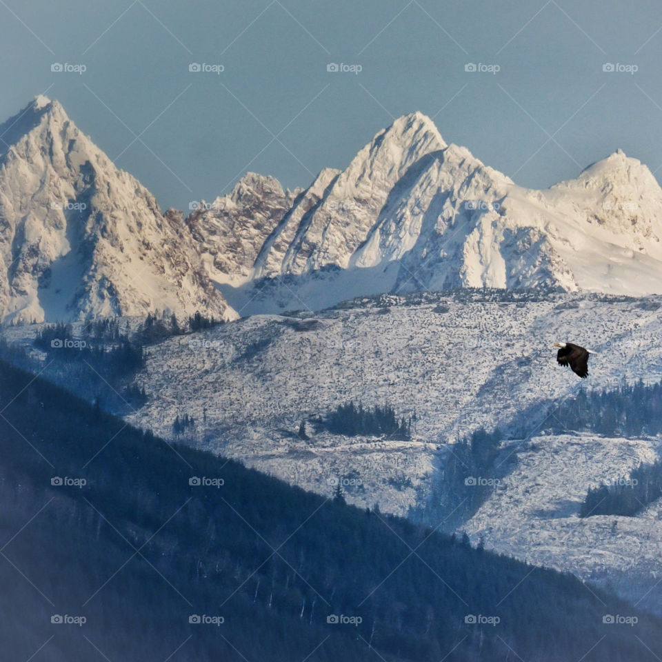 Bald eagle flying over snow covered mountains 