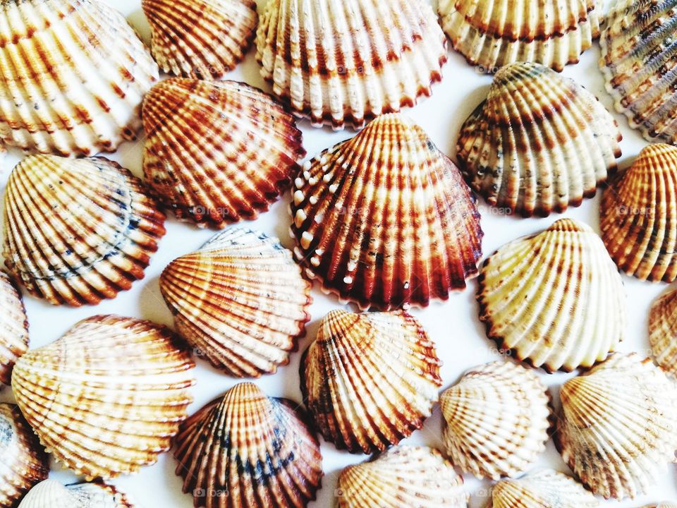 background with marine shells