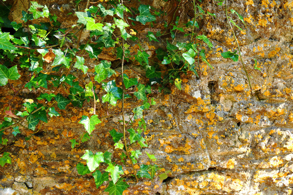Ivy Covered Wall