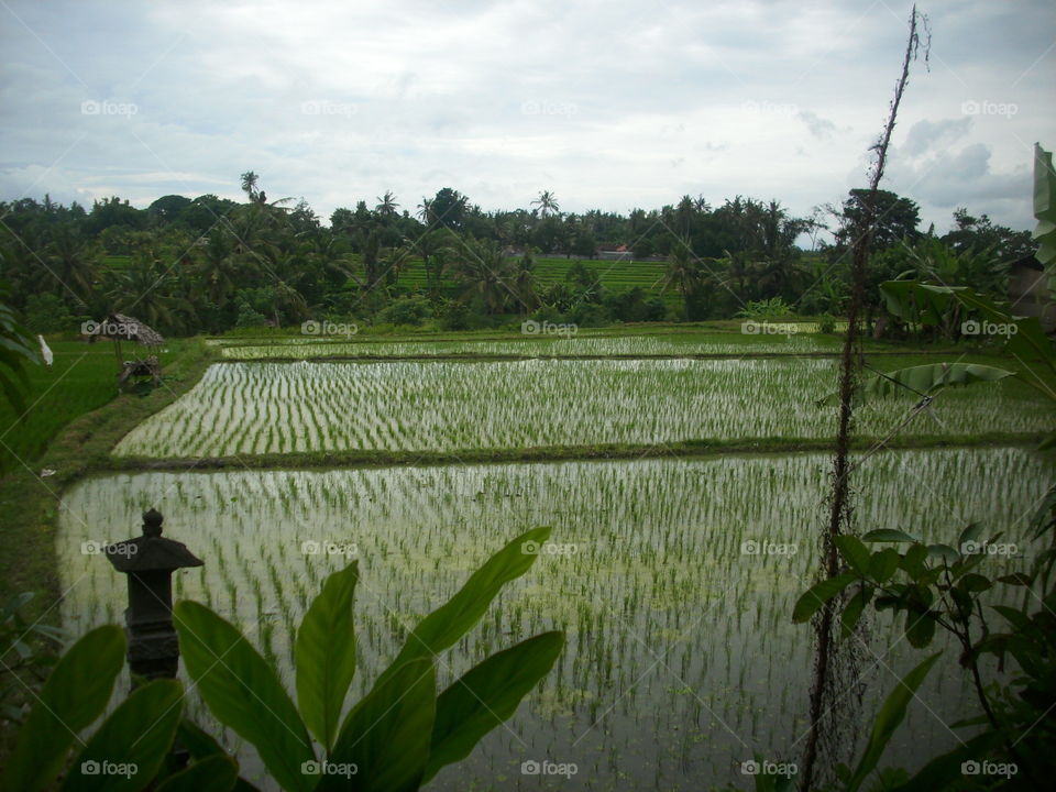Paddy fields in Bali