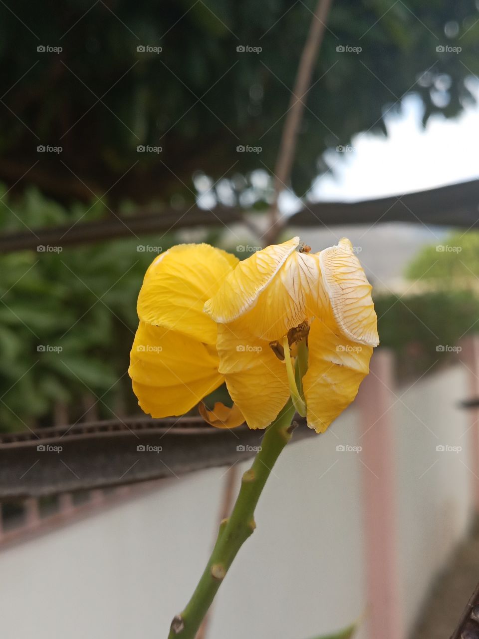 yellow Jamaican flower