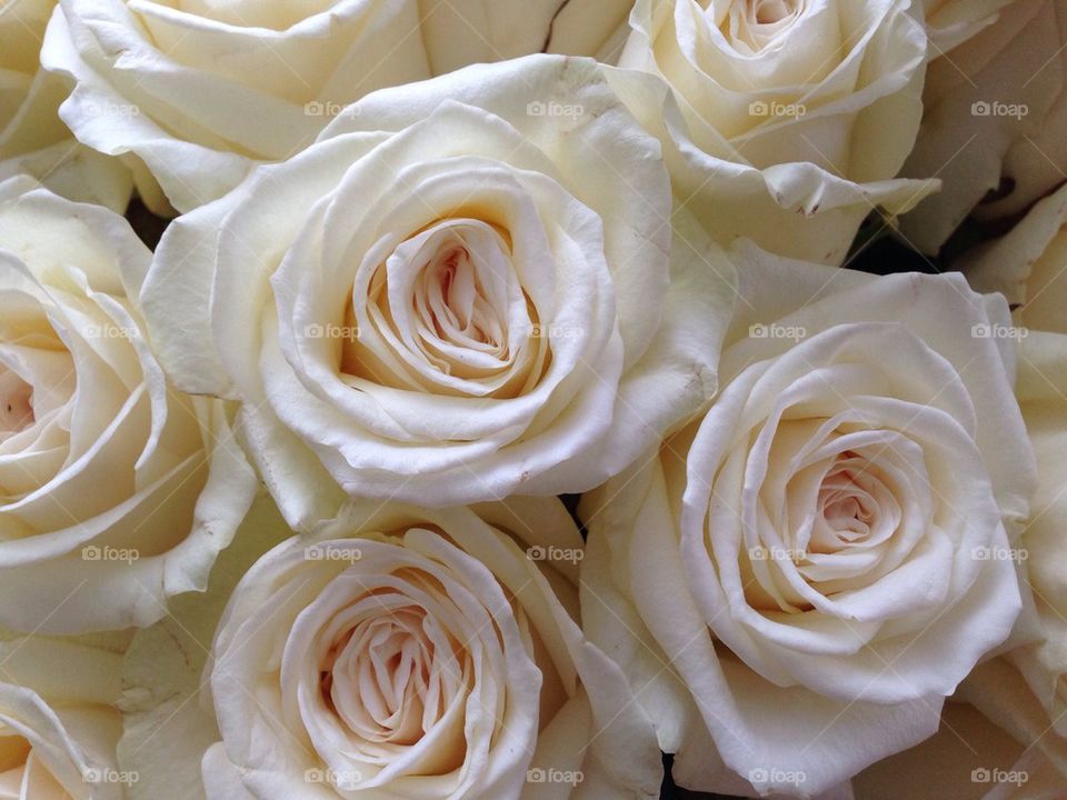 White roses