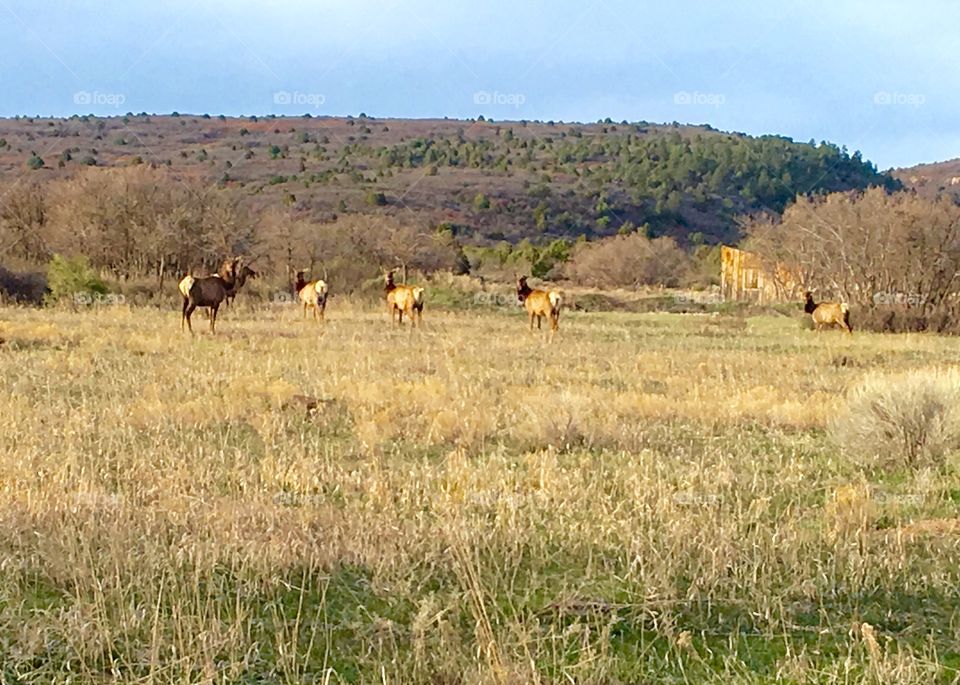 Elk herd