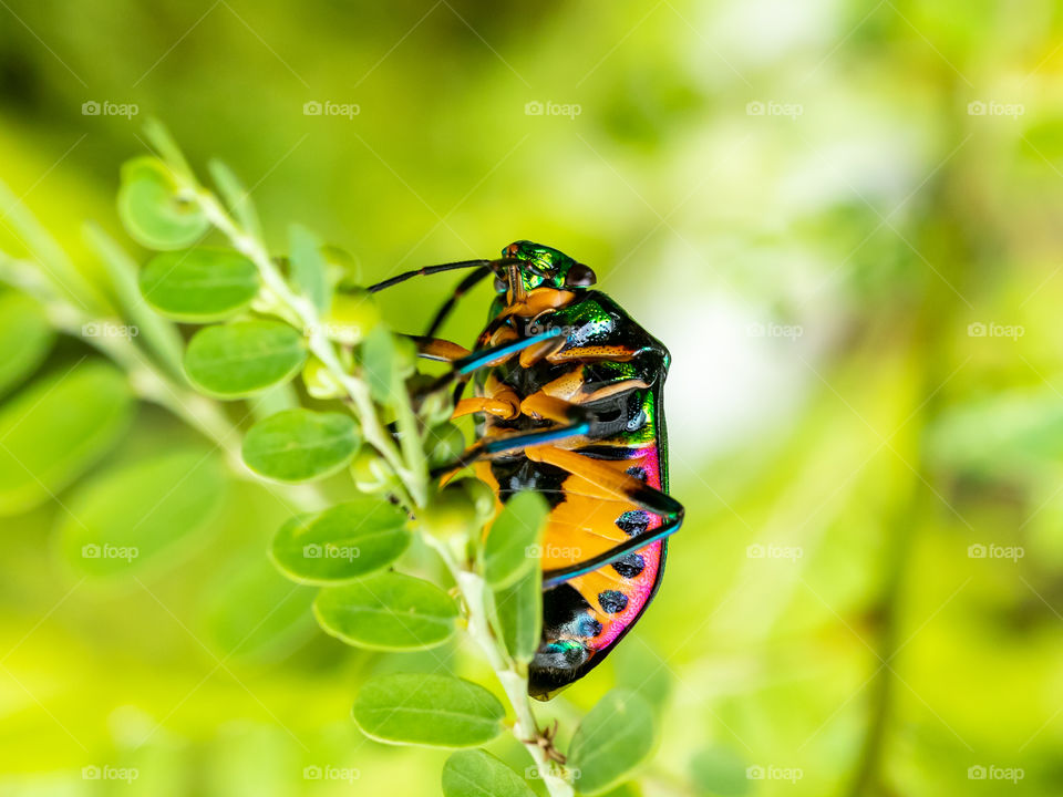 Green Jewel Bug