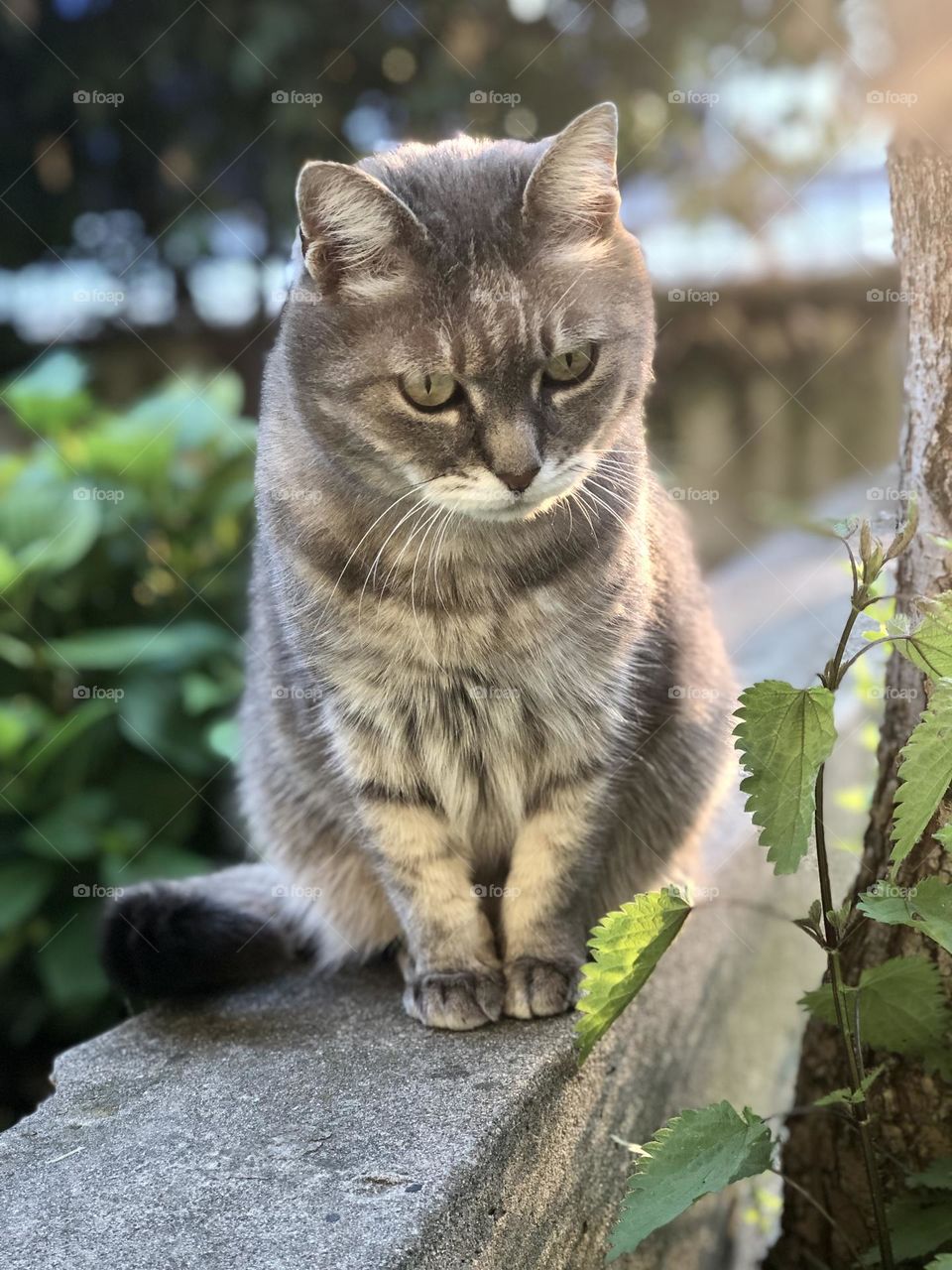 Gray domestic European cat in a garden staring at something 