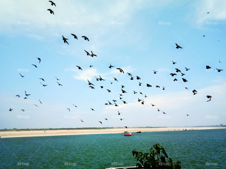 Bird, Seagulls, Water, Sky, Beach