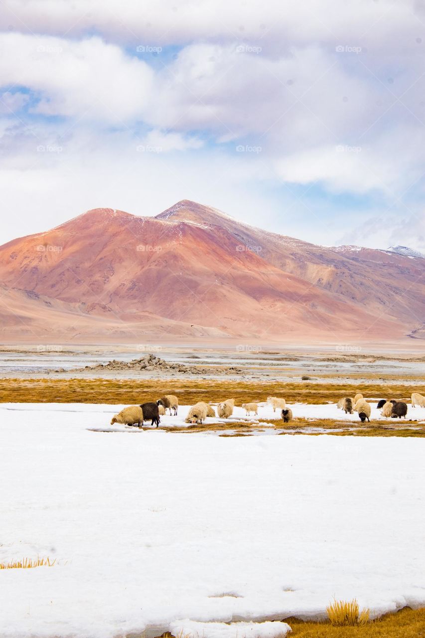 sheep on the frozen lake