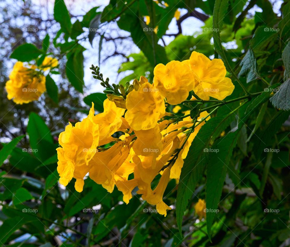 Floral  - yellow trumpet