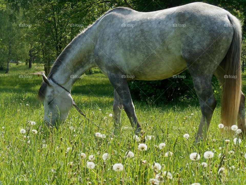 Grass, Cavalry, Mammal, Pasture, Mare