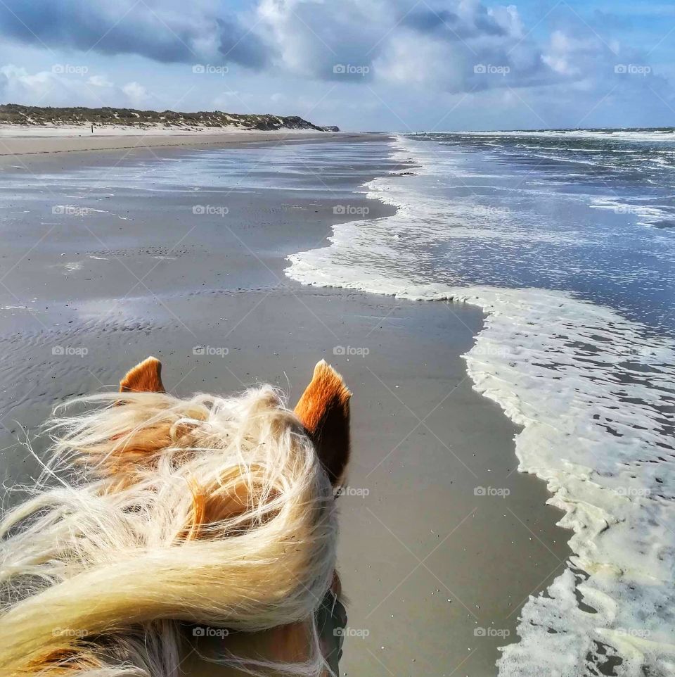 cavalo na praia horse