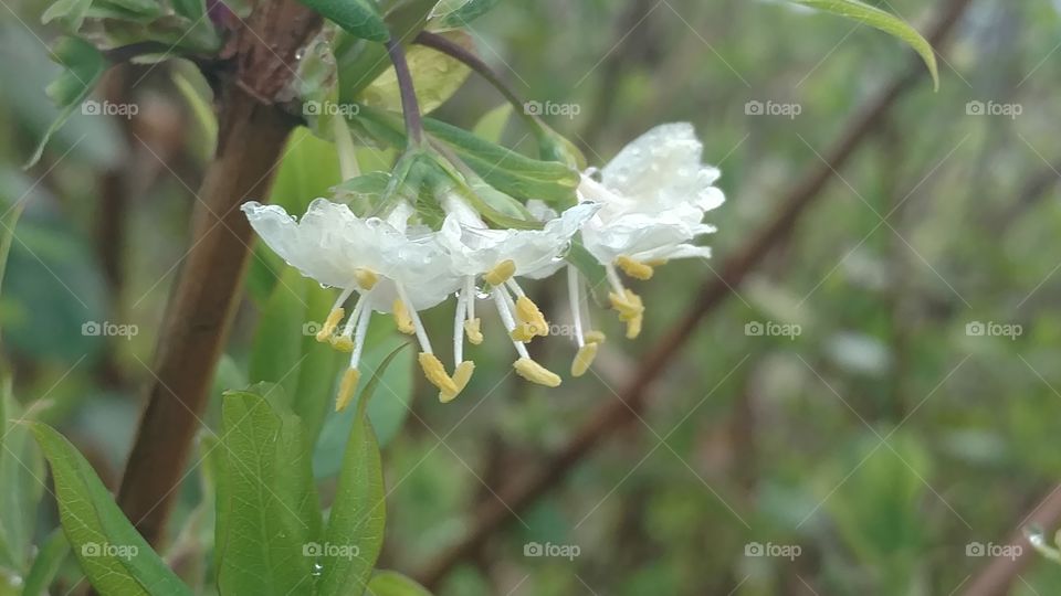 Nature, Leaf, Flora, Tree, Flower