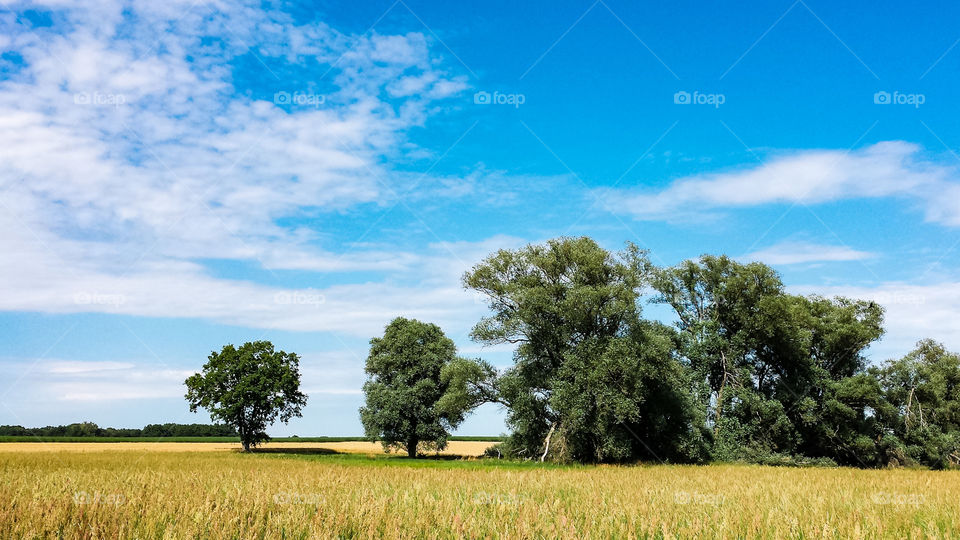 Landschaft mit Baumbestand, im Vordergrund Gras, im Hintergrund gelbe Felder. Der Himmel ist leicht bedeckt mit Federwolken.