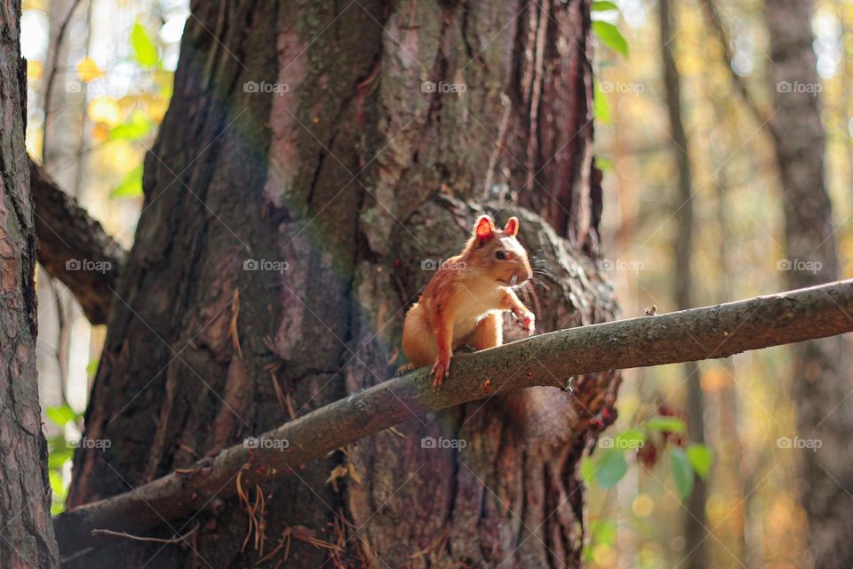 Charming squirrel