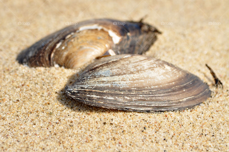 seashell on the beach of the Baltic sea coast in Poland