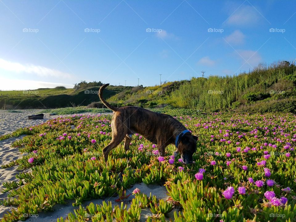 Thor smelling the flowers at the beach!