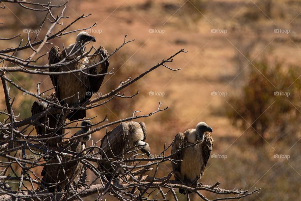 Vultures hanging out on the tree
