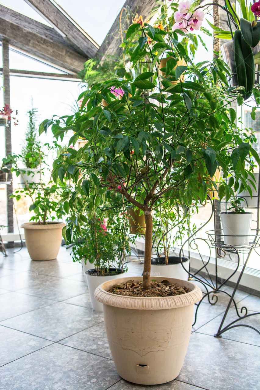 House plants in pots