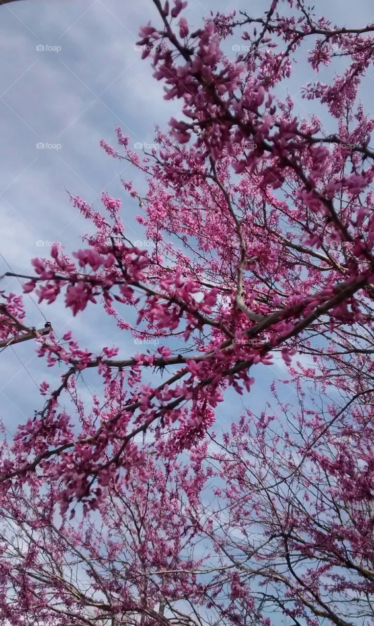 spring blossoms