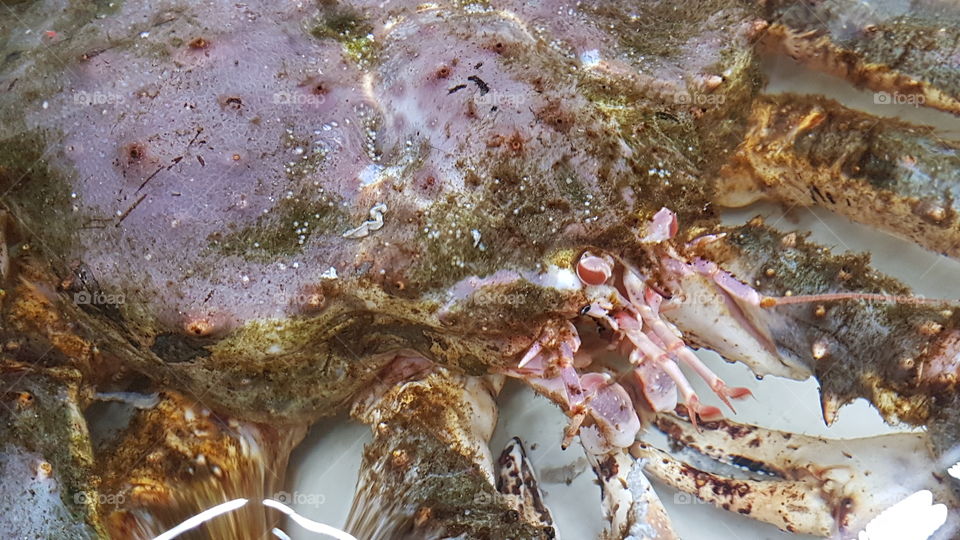 crab closeup portrait