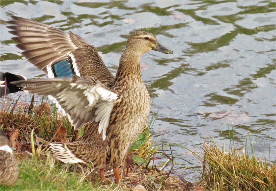 Wings and feathers