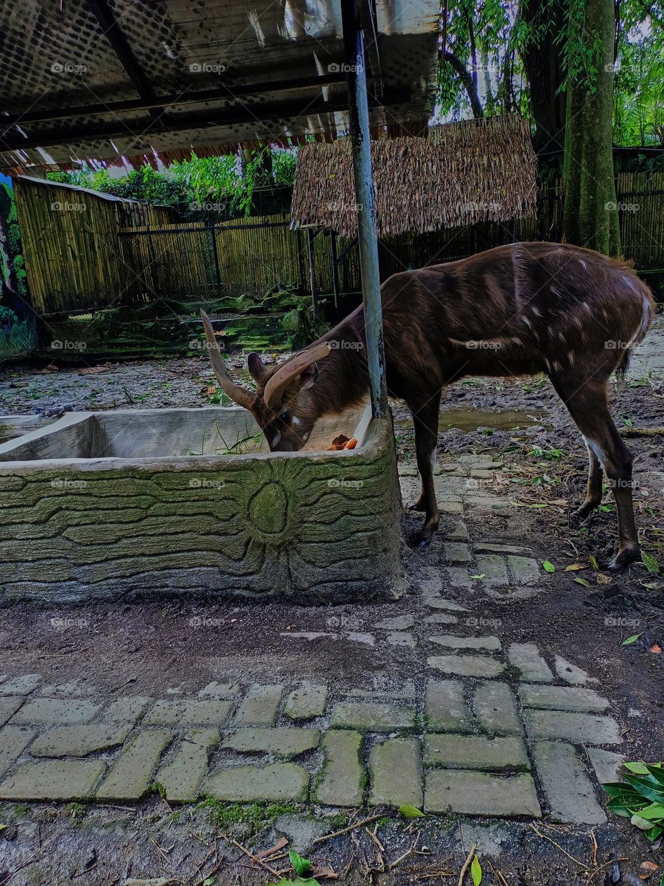 The male antelope sitatunga or marshbuck (Tragelaphus spekii) eating at the zoo