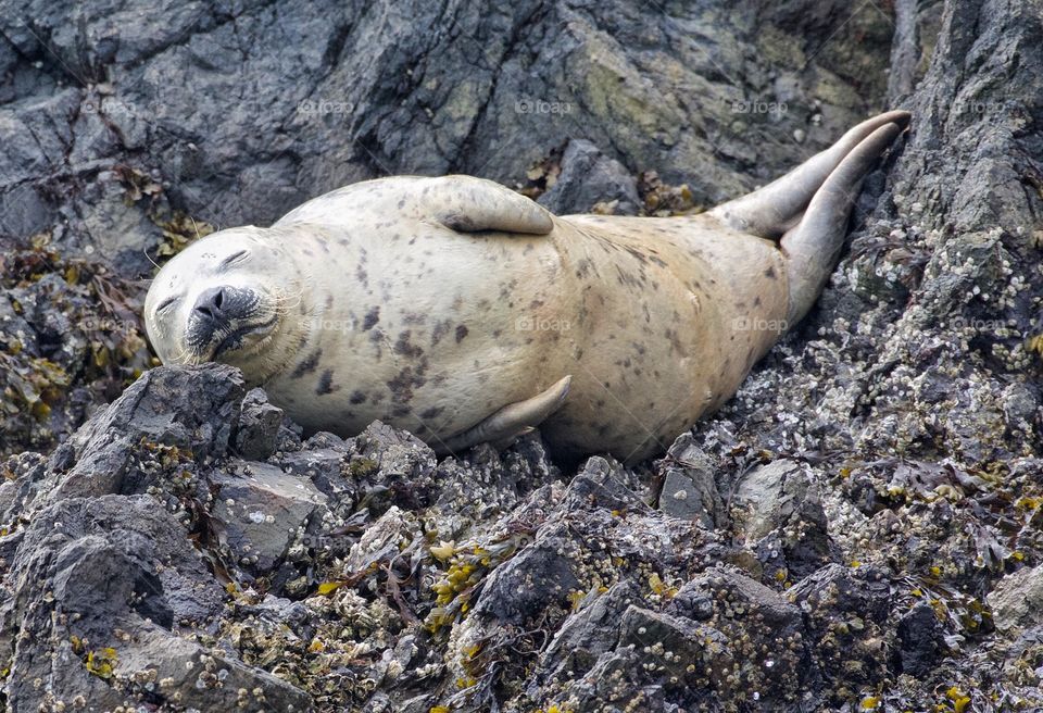 Sleepy harbor seal