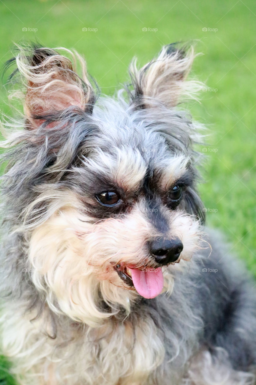 Yorkie Dog