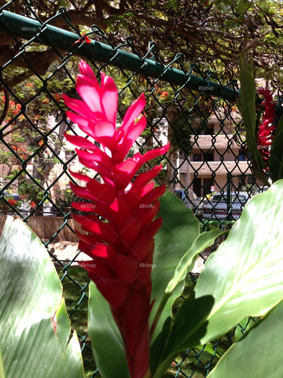 Hawaiian Ginger Flower Plant 