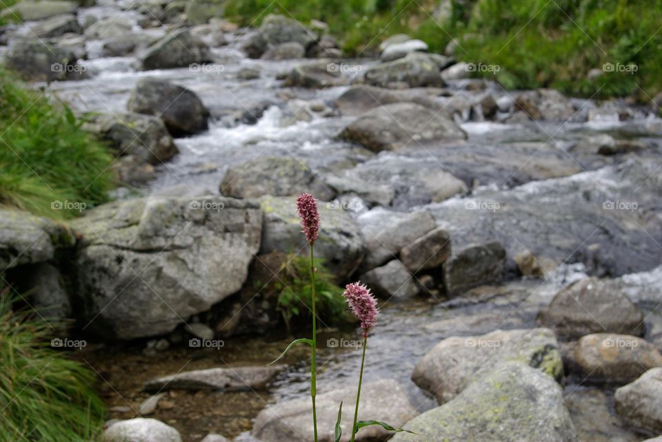 Scenic view of river, Slovakia