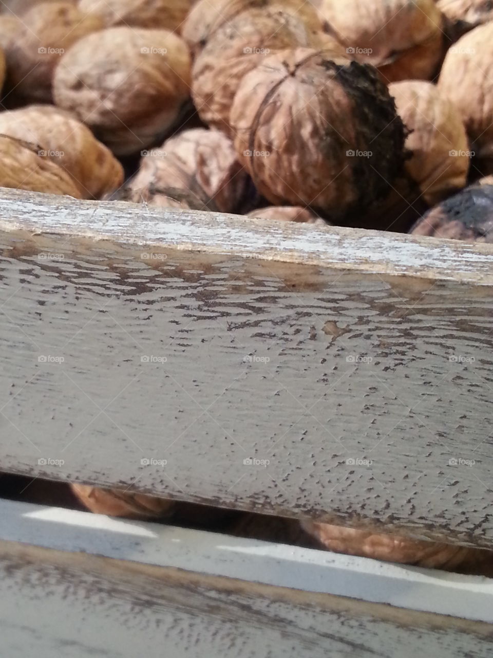 local fall walnut harvest