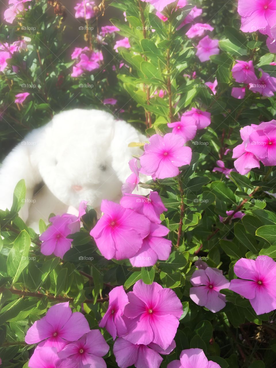 Peek a boo pink (no bunnies were harmed in the process of filming)