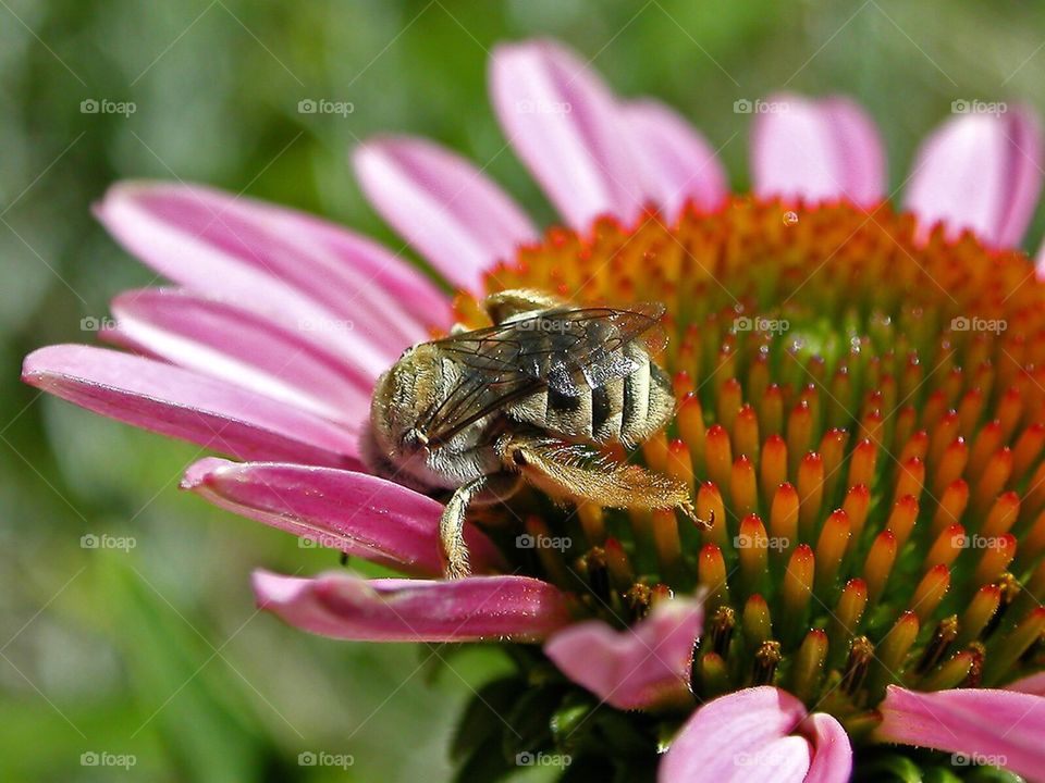 Bee Flower